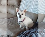 Small Photo #2 Chihuahua-Unknown Mix Puppy For Sale in Bellingham, WA, USA