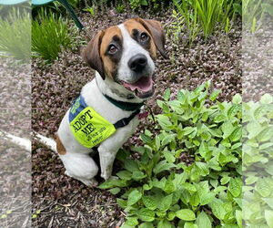 Beagle-Unknown Mix Dogs for adoption in Mount Laurel, NJ, USA