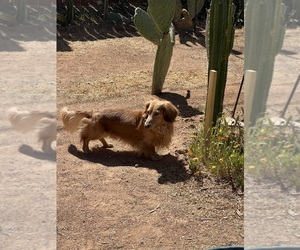 Father of the Dachshund puppies born on 04/13/2025