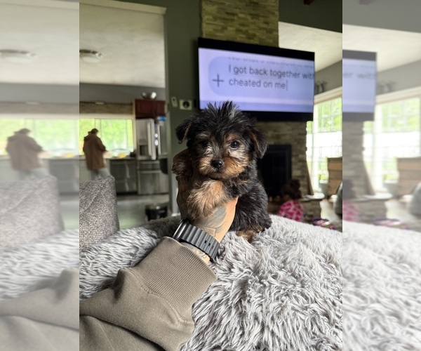 Medium Photo #3 Yorkshire Terrier Puppy For Sale in JOHNSTON, RI, USA