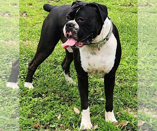 Medium Photo #1 Boxer Puppy For Sale in PASS CHRISTIAN, MS, USA