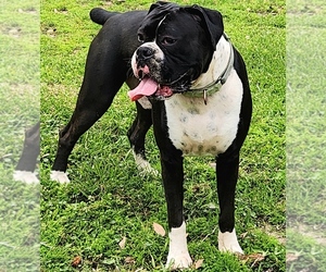 Father of the Boxer puppies born on 06/05/2026