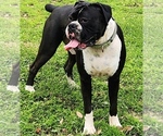 Small Photo #1 Boxer Puppy For Sale in PASS CHRISTIAN, MS, USA