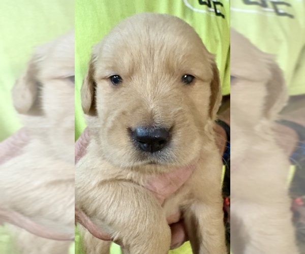 Medium Photo #5 Golden Retriever Puppy For Sale in WEST MIDDLESEX, PA, USA