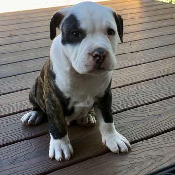 Medium Photo #3 American Pit Bull Terrier Puppy For Sale in WILLIAMS, AZ, USA