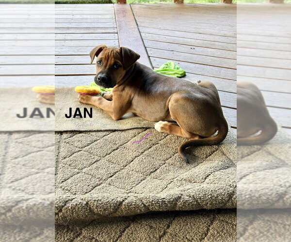 Medium Photo #3 Bulldog-Doberman Pinscher Mix Puppy For Sale in Springdale, PA, USA