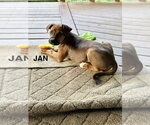 Small #2 Bulldog-Doberman Pinscher Mix
