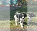 Small #2 Miniature Bernedoodle