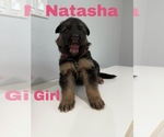 Small Photo #3 German Shepherd Dog Puppy For Sale in WEBBERVILLE, TX, USA