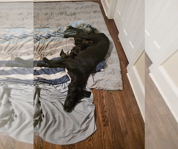 Medium Photo #1 Doberman Pinscher-Great Dane Mix Puppy For Sale in KINSTON, NC, USA