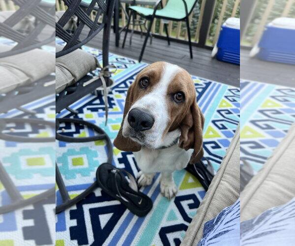 Medium Photo #1 Basset Hound Puppy For Sale in Brewster, NY, USA