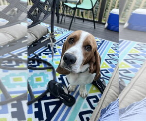 Basset Hound Dogs for adoption in Brewster, NY, USA