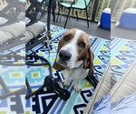 Small Basset Hound