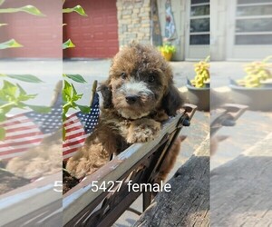 Goldendoodle (Miniature) Puppy for sale in CLARE, IL, USA