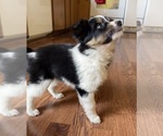 Puppy Renee Border Collie-Papillon Mix