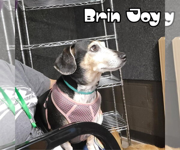 Medium Photo #29 Dachshund Puppy For Sale in San Antonio, TX, USA