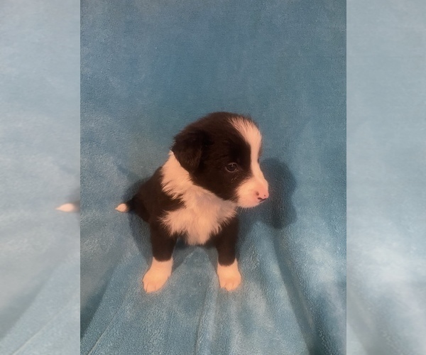 Medium Photo #4 Border Collie Puppy For Sale in AIKEN, SC, USA