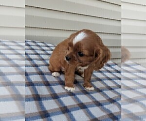 Cavapoo Puppy for Sale in DUNNVILLE, Kentucky USA