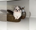 Small #1 Pomeranian