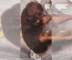 Small Photo #363 Yorkshire Terrier Puppy For Sale in AKRON, OH, USA