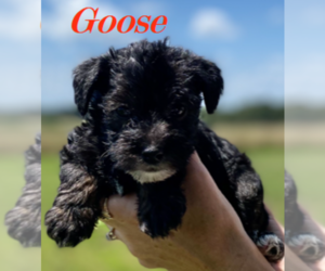Schnoodle (Miniature) Puppy for Sale in ROLLA, Missouri USA