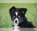 Small #6 Miniature Australian Shepherd