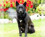Small #1 German Shepherd Dog Mix