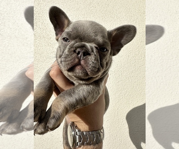 Medium Photo #7 French Bulldog Puppy For Sale in LEANDER, TX, USA