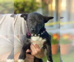 Small #14 Chihuahua Mix