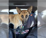 Small #1 German Shepherd Dog Mix