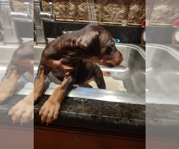 Medium Photo #6 Doberman Pinscher Puppy For Sale in BENTON, KY, USA