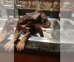 Small Photo #6 Doberman Pinscher Puppy For Sale in BENTON, KY, USA