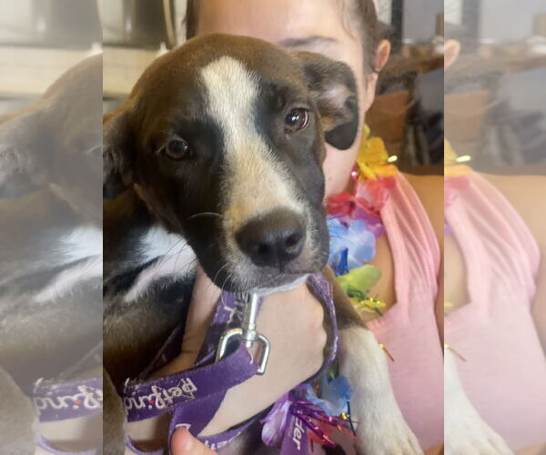 Medium Photo #9 Mutt Puppy For Sale in Mount Laurel, NJ, USA