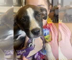 Small #8 Mutt