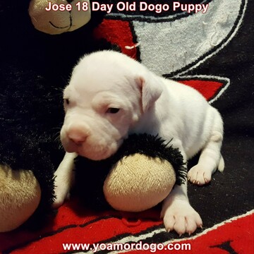 Medium Photo #29 Dogo Argentino Puppy For Sale in PINEVILLE, MO, USA