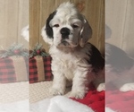 Puppy SNOOPY Cocker Spaniel