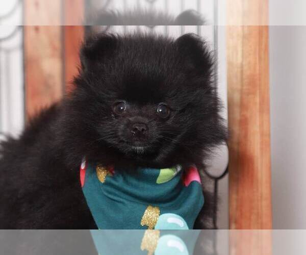Medium Photo #2 Pomeranian Puppy For Sale in NAPLES, FL, USA