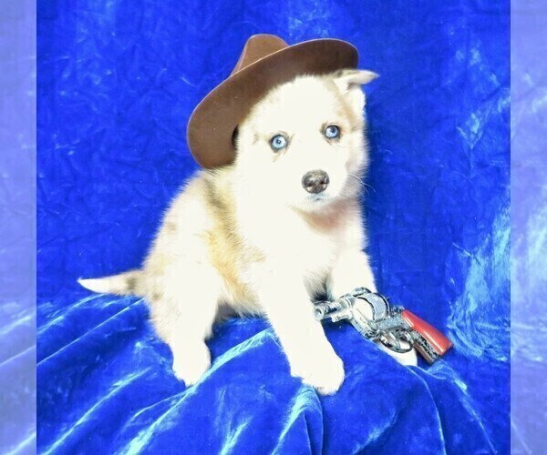 Medium Photo #2 Pomsky Puppy For Sale in GROVESPRING, MO, USA