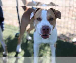 American Pit Bull Terrier Dogs for adoption in Martinez, CA, USA