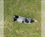 Small #3 Australian Cattle Dog