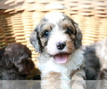 Small Photo #1 Cocker Spaniel-Poodle (Miniature) Mix Puppy For Sale in DUBARD, MS, USA