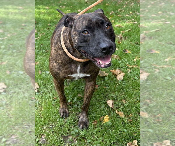 Medium Photo #7 American Pit Bull Terrier Puppy For Sale in Evansville, IN, USA