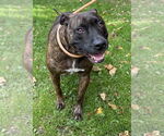 Small #6 American Pit Bull Terrier