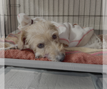 Small #4 Jack Russell Terrier Mix