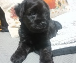Small Schnoodle (Miniature)