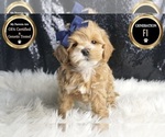 Small #5 Maltipoo
