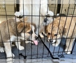 Small Photo #8 Akita-Australian Shepherd Mix Puppy For Sale in NEWPORT NEWS, VA, USA