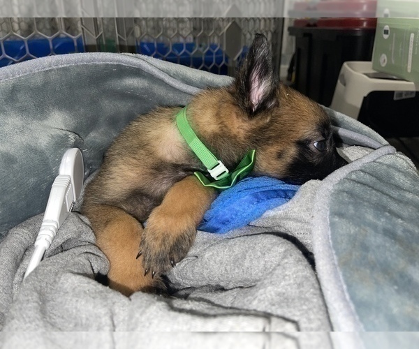 Medium Photo #3 Belgian Malinois Puppy For Sale in REESEVILLE, WI, USA