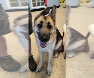 German Shepherd Dog Dogs for adoption in Kansas City, MO, USA