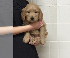 Goldendoodle-Poodle (Miniature) Mix Puppy for sale in NARVON, PA, USA